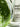 Sisley Paris Ecological Compound Advanced Formula